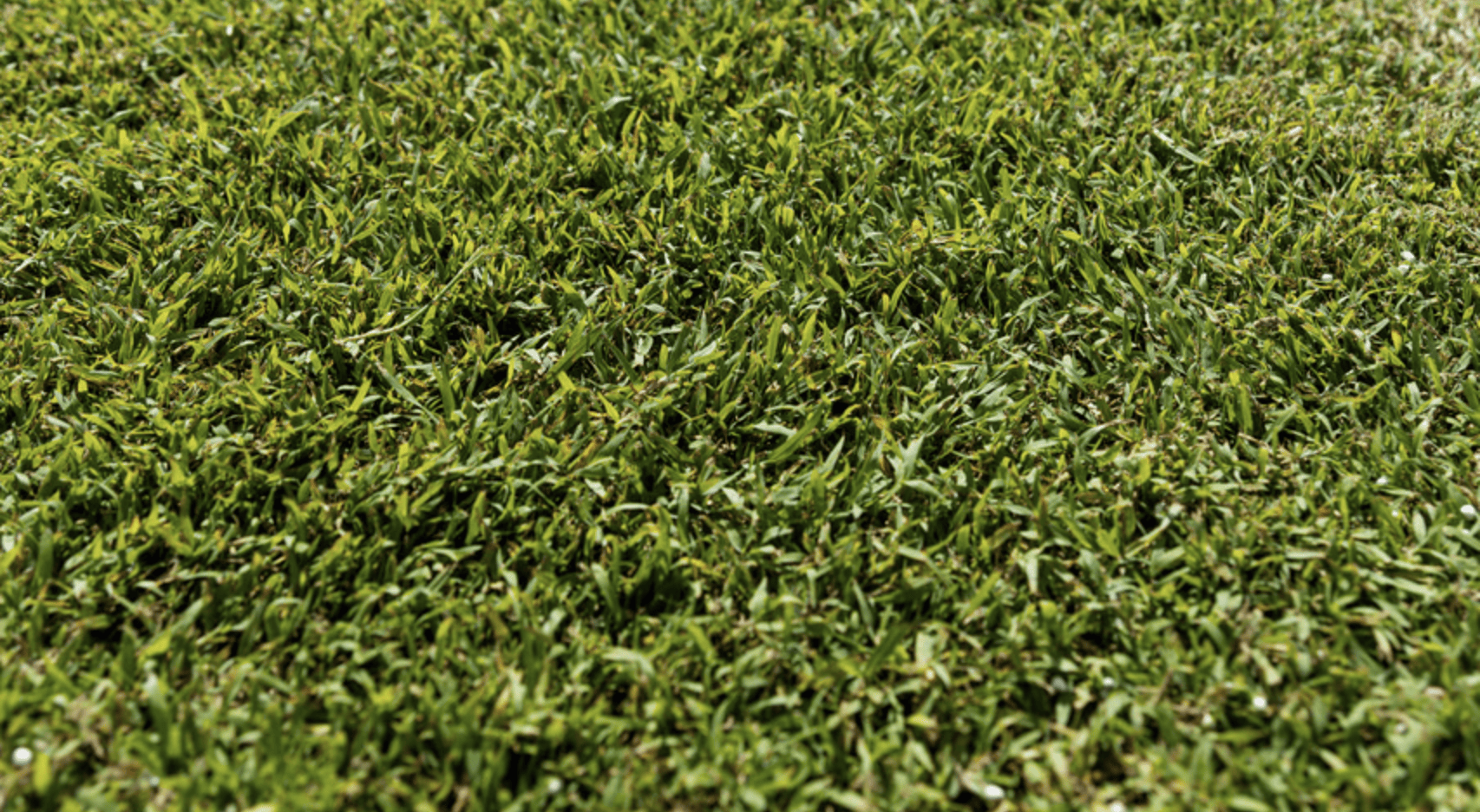 turf variety